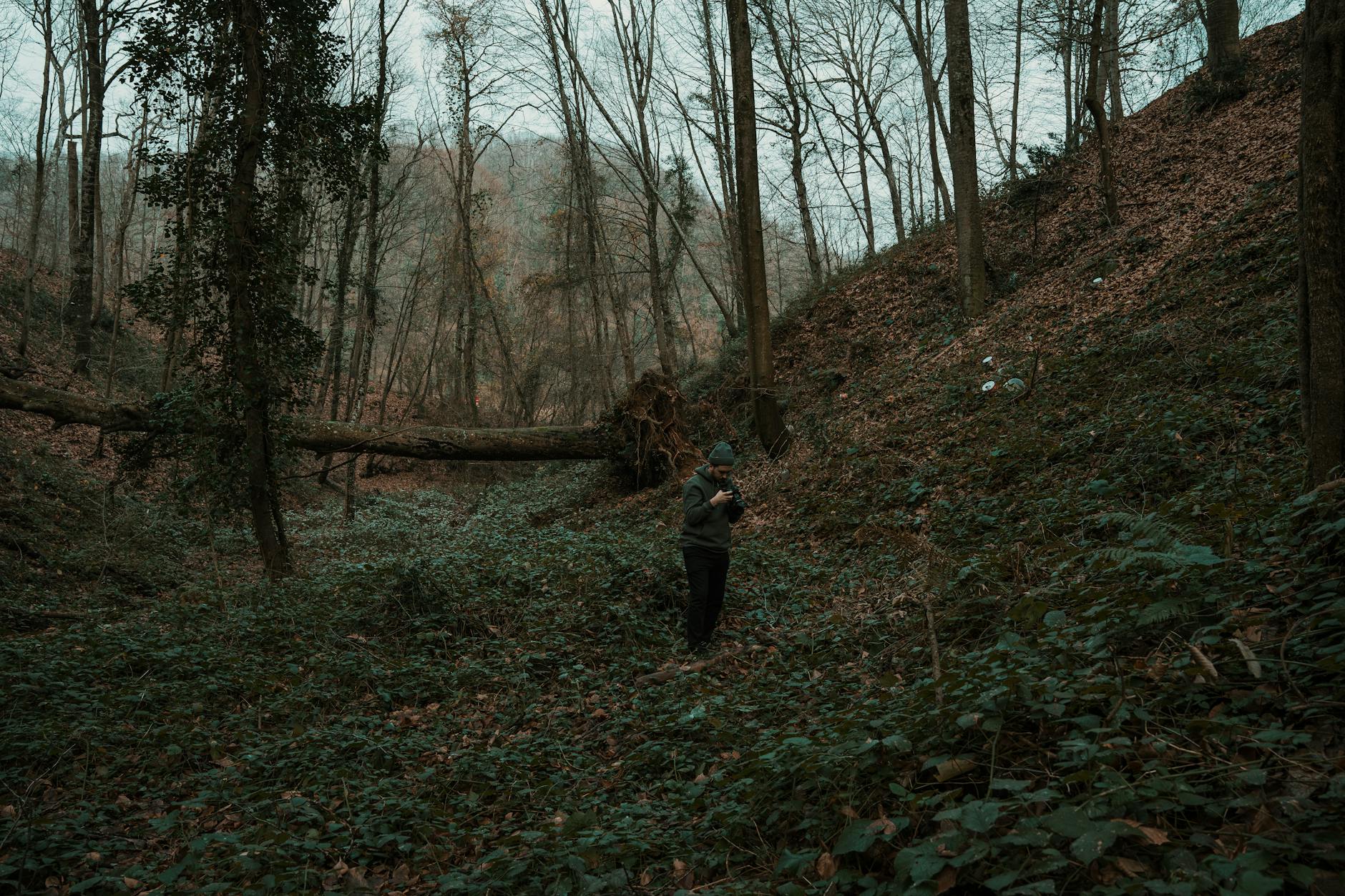 Turysta w jesiennym lesie przy powalonym drzewie